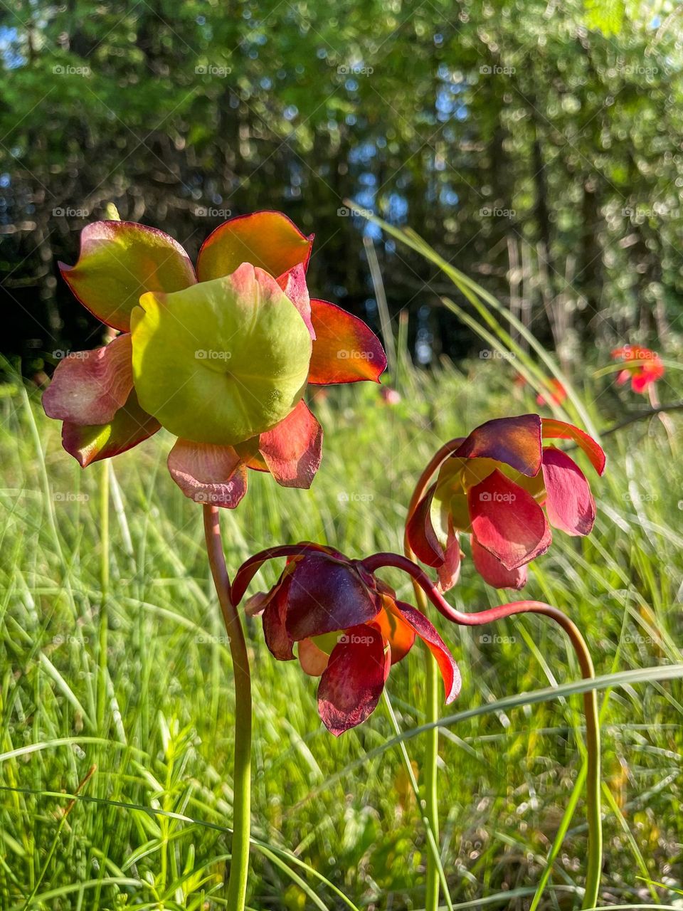 Purple Pitcher plant