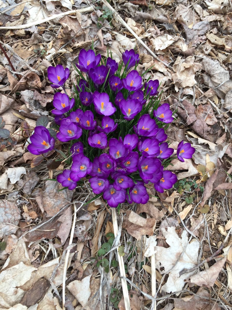 Nature, Flower, Flora, Season, Blooming