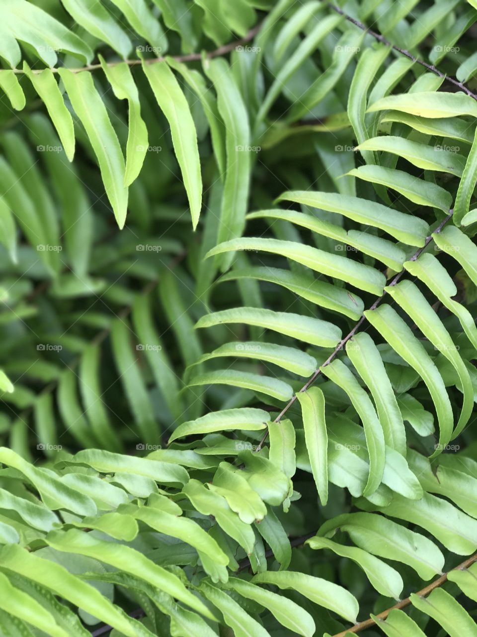 Green ferns 