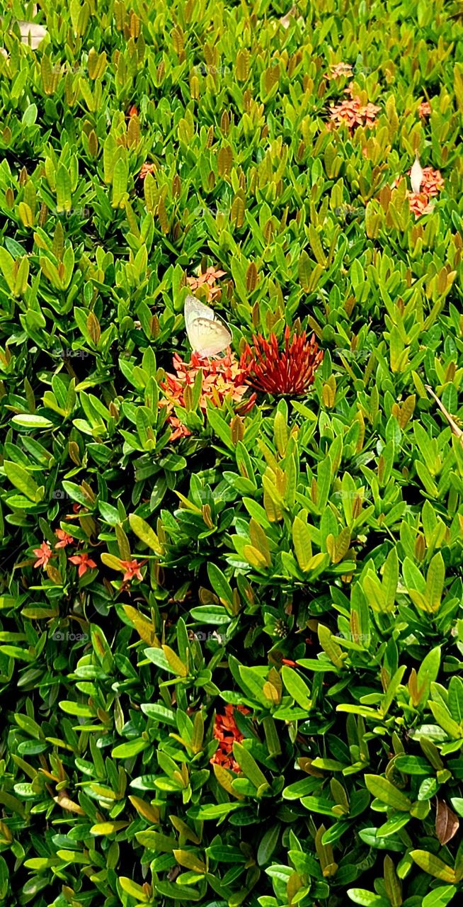 Butterfly resting on Chinese ixora.