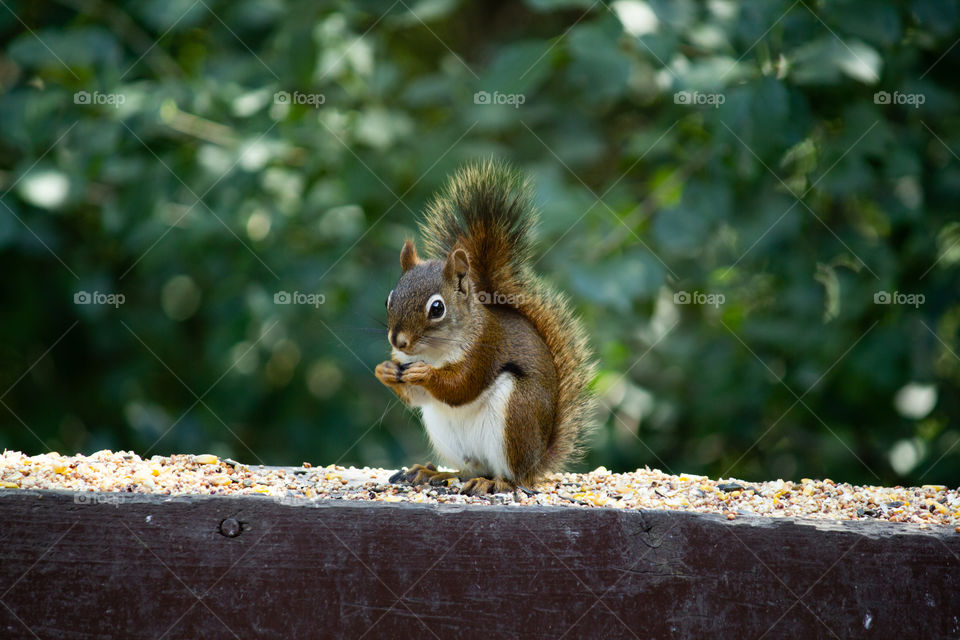 Baby red squirrel in sunlight