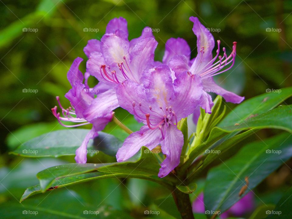 Close up of bright purple flower