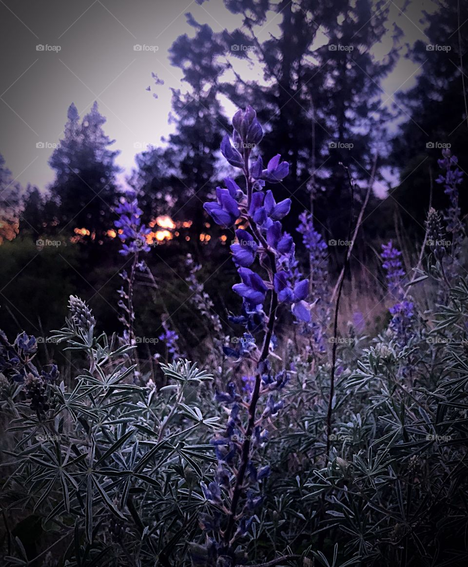 Purple flowers at dusk