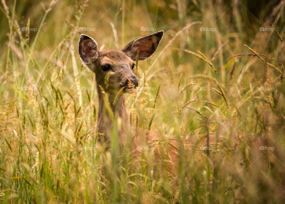 Doe on meadow