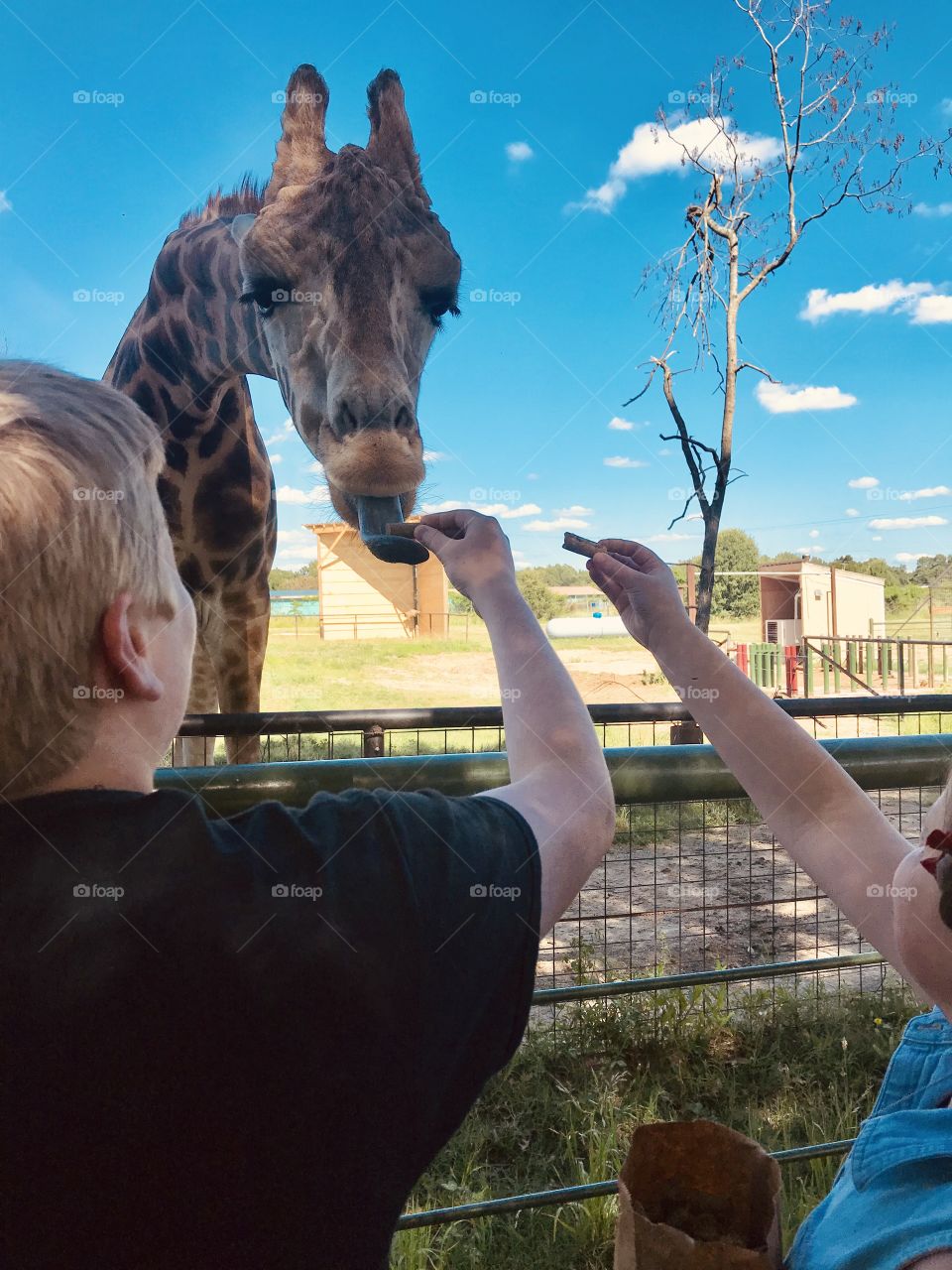 Gorgeous photo of beautiful giraffe eating right out of our hands at animal park!!
