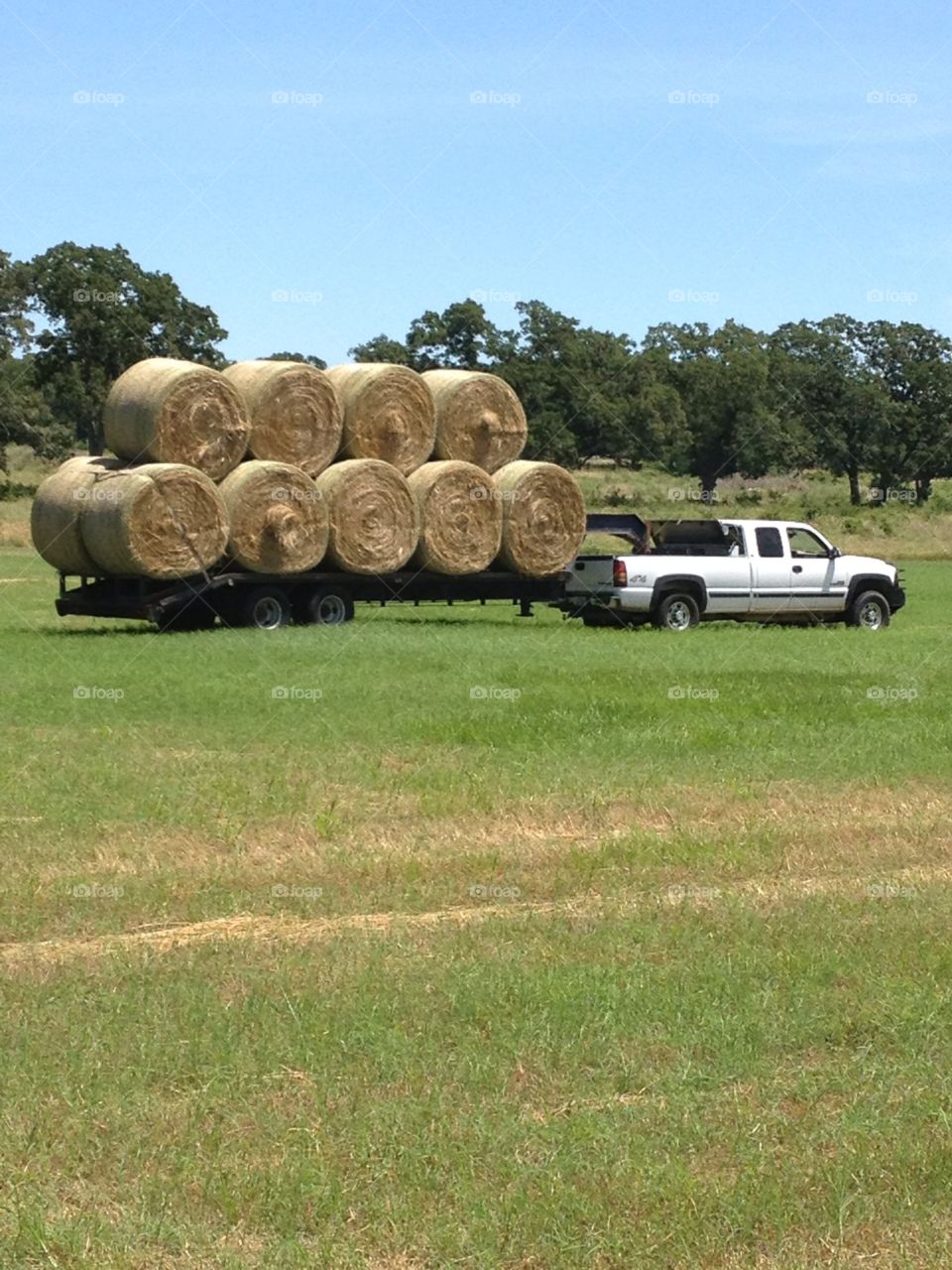 Loading hay. Hay on trailer pulled by 2002 3/4 ton Chevrolet truck.