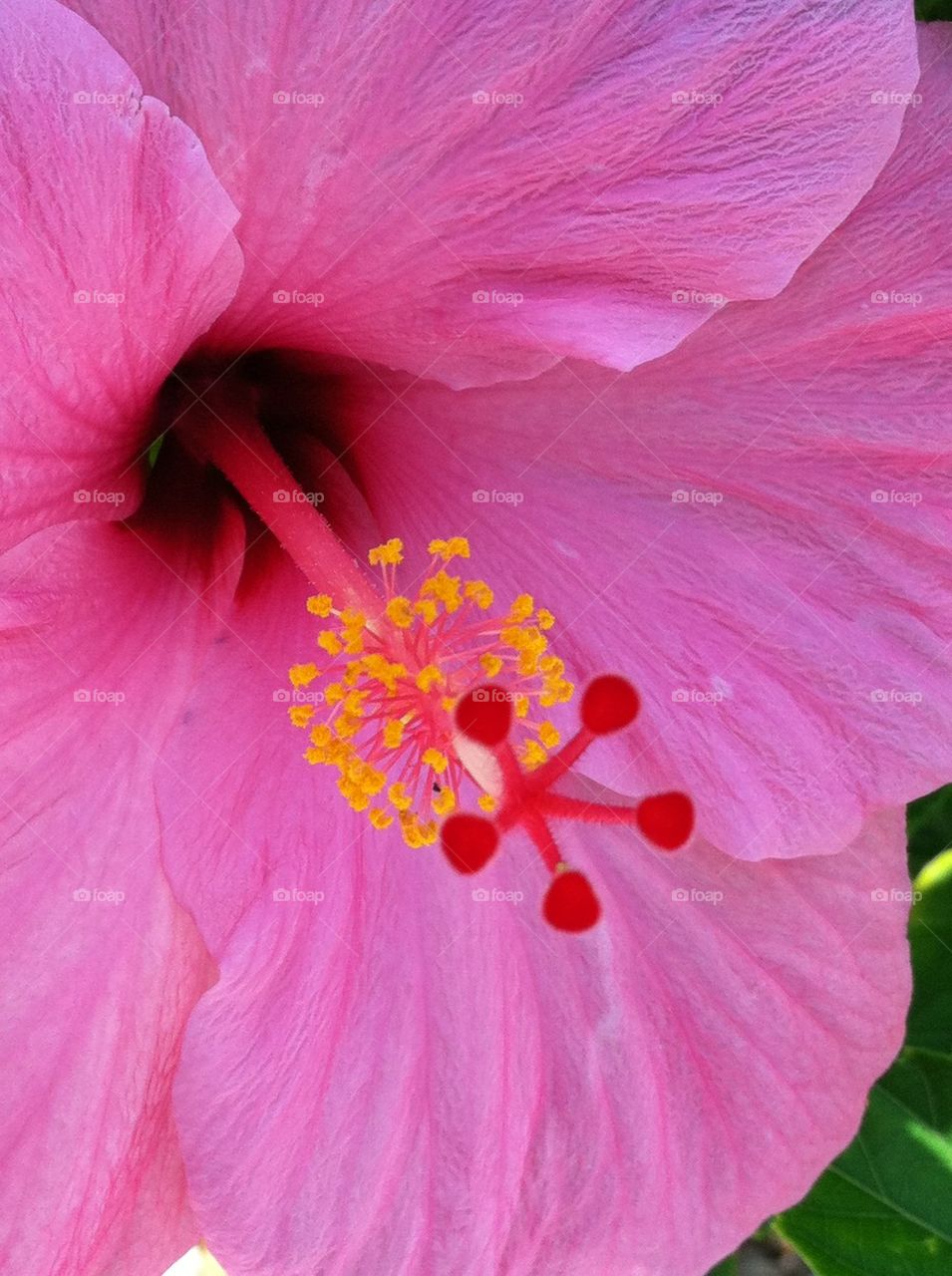 Hibiscus 