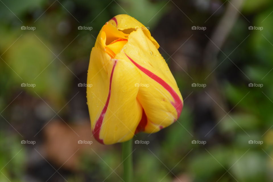 Yellow And Red Tulip