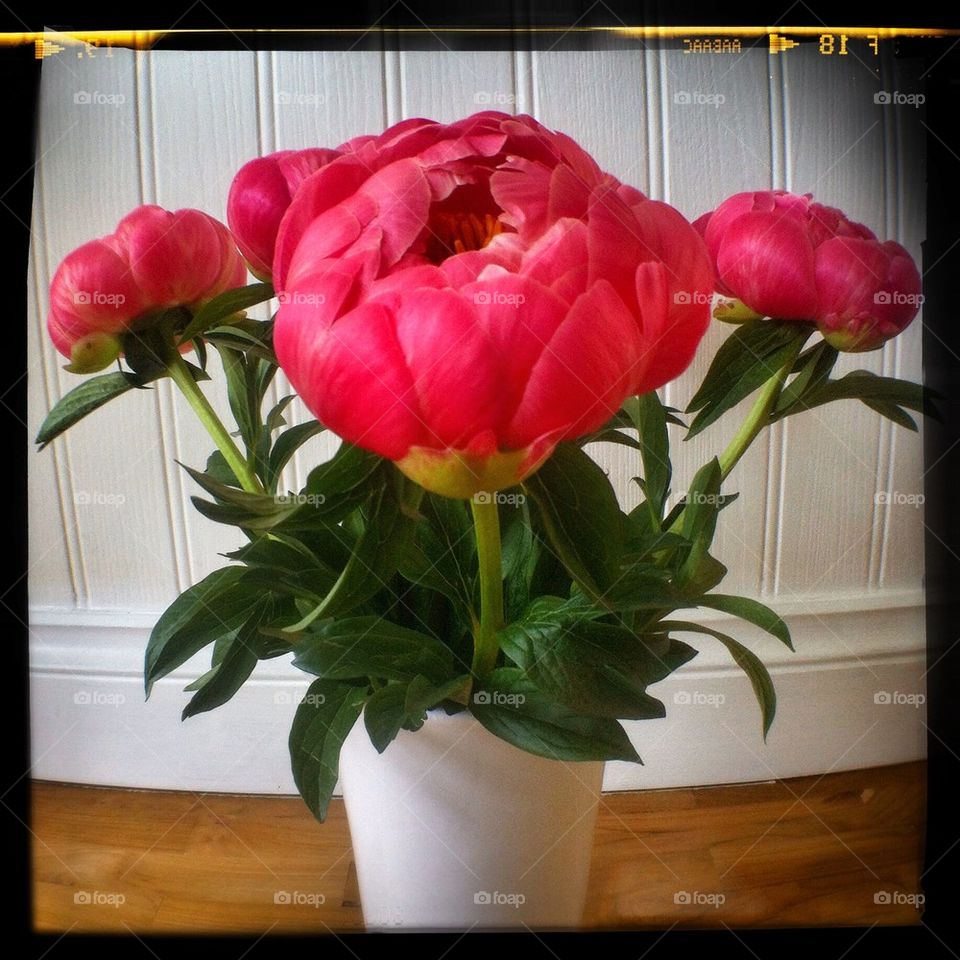 Vase of peony flowers