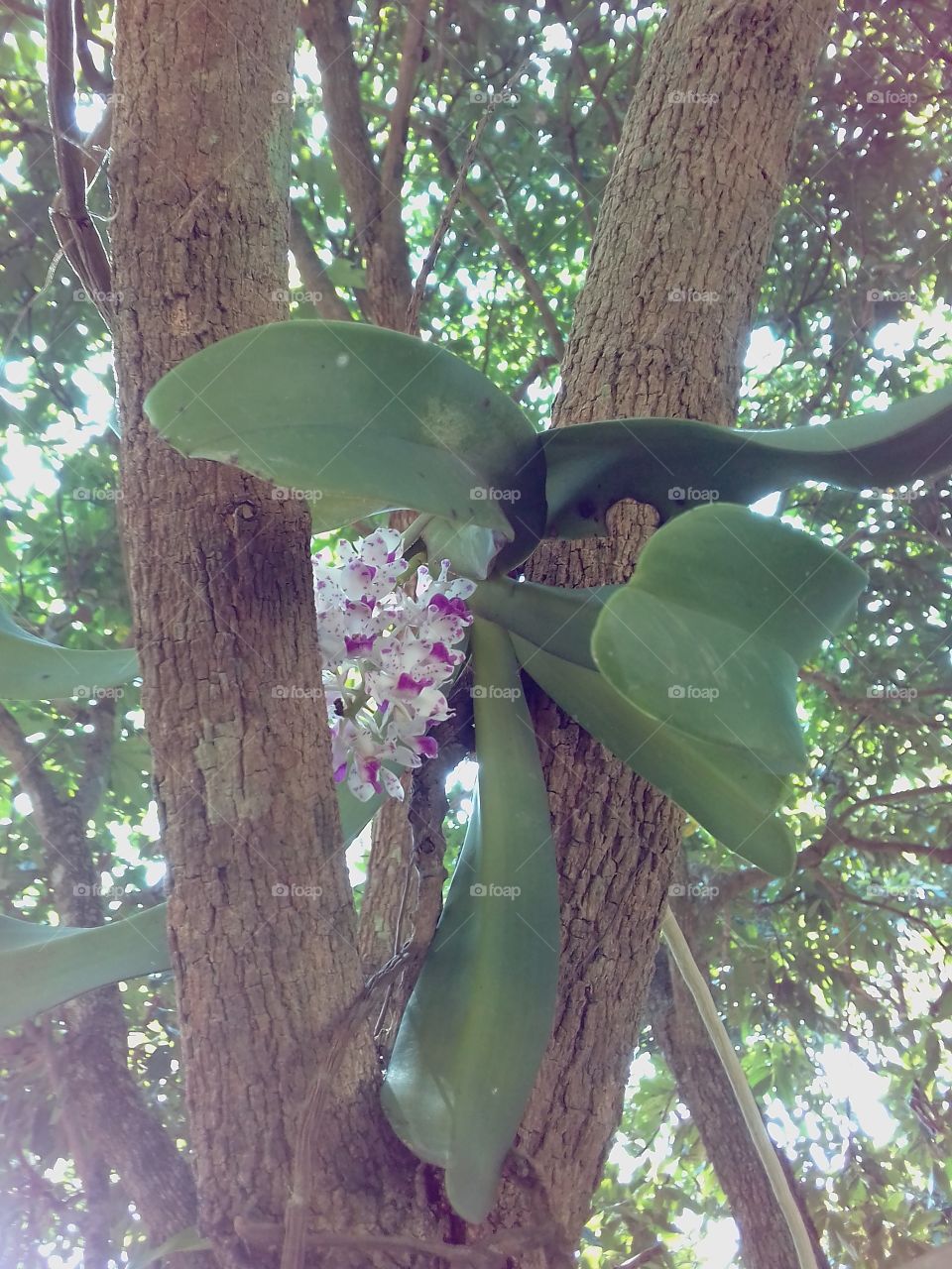 orchid , bloom