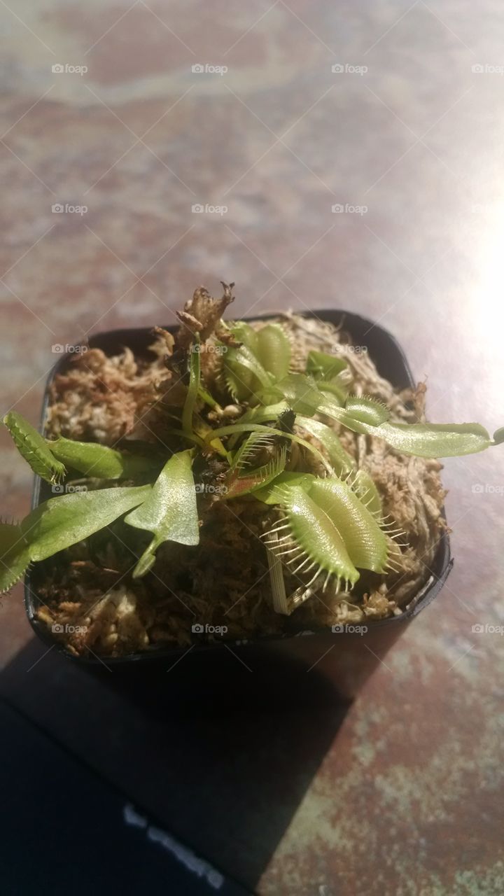 the fly trap of mine. bought this