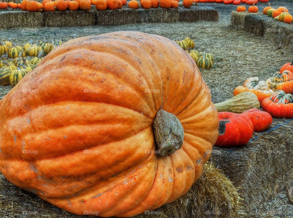 Giant Pumpkin