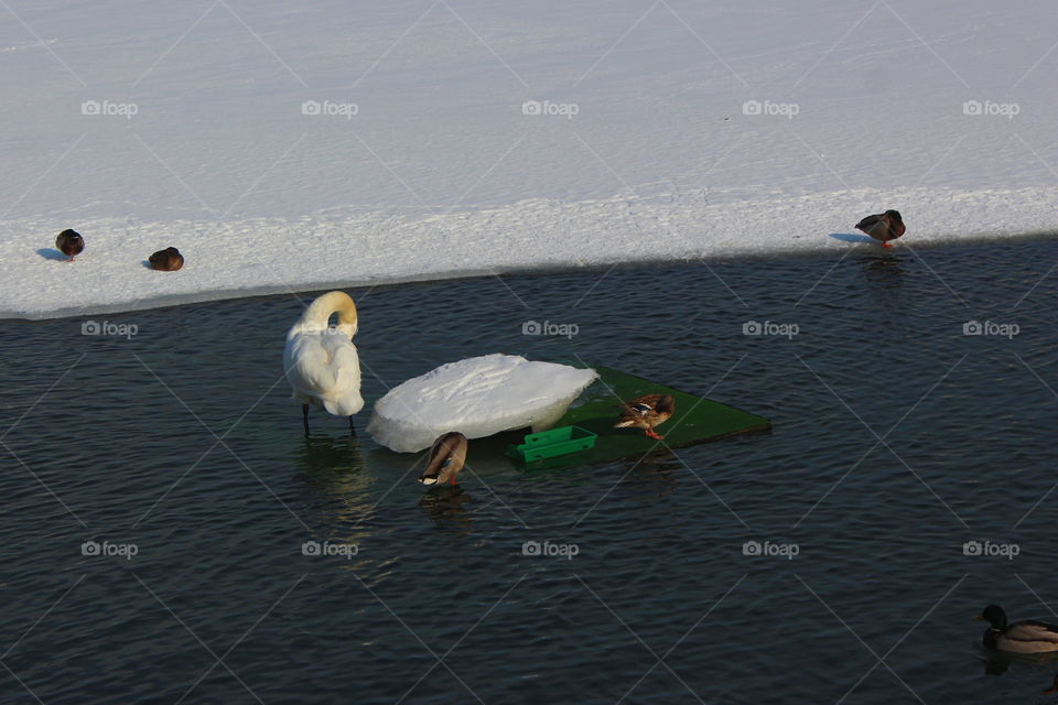 Swan in the lake