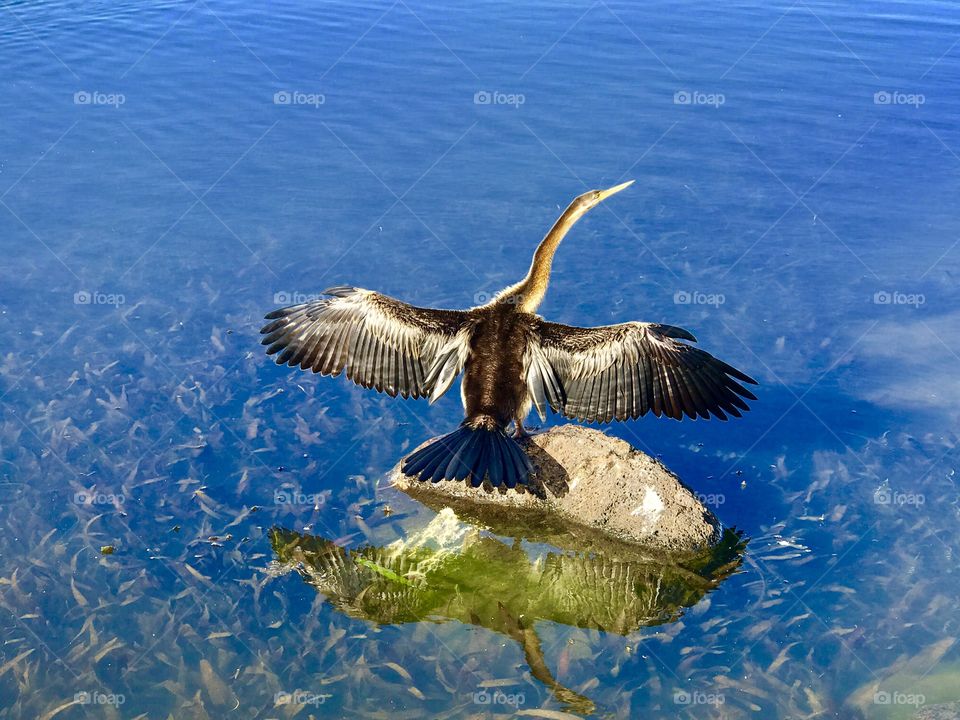 Drying his feathers in the sun. The beautiful lake at Lakeside 