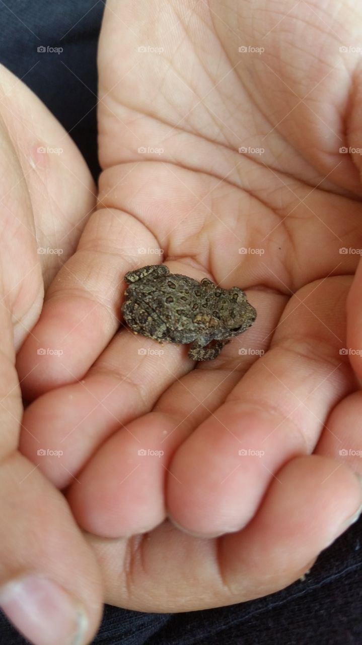 Helping hand. helping a toad get to a safe place