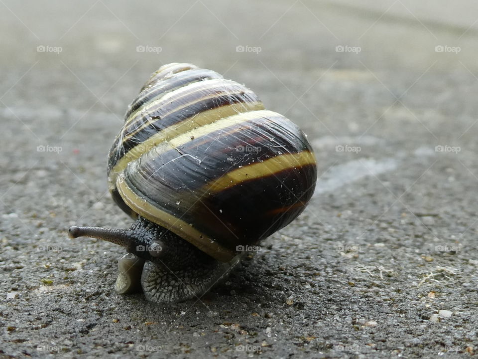 Snail