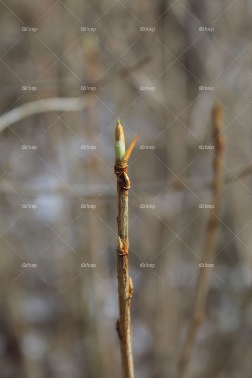 Macrophoto macro spring spring is coming new life