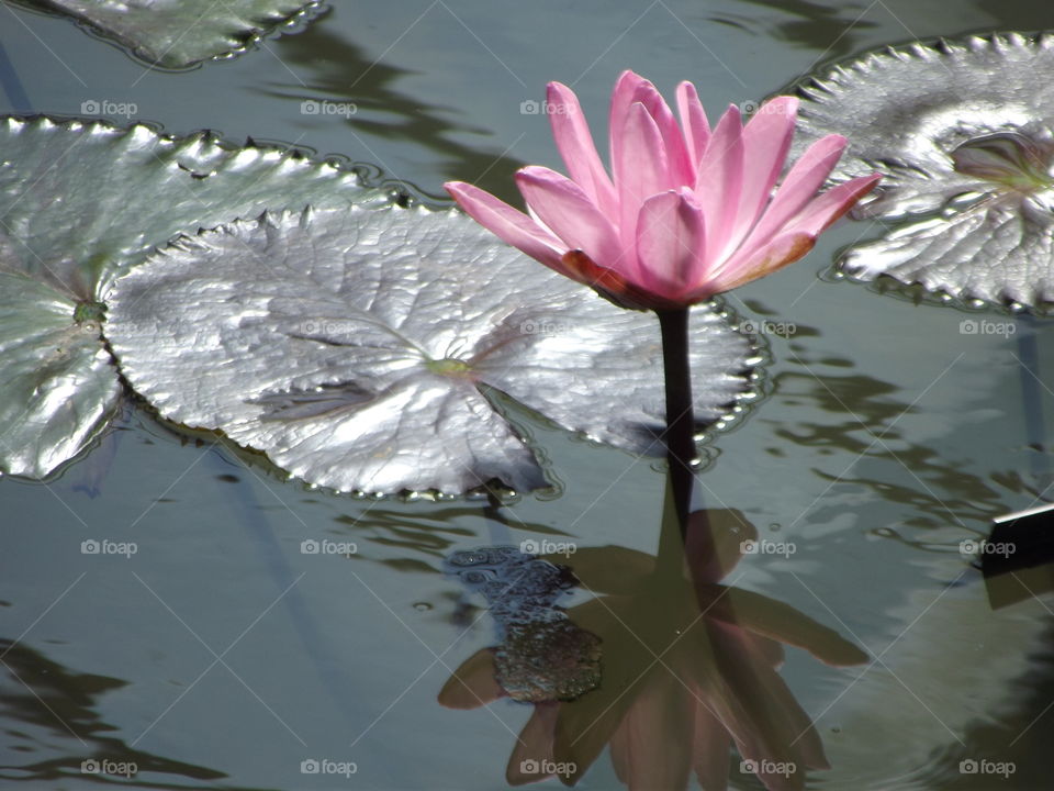 Pink Water Lilly Flower