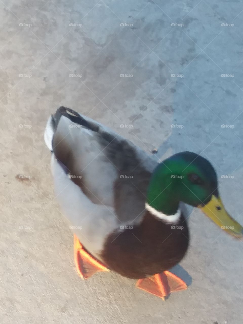 duck5
