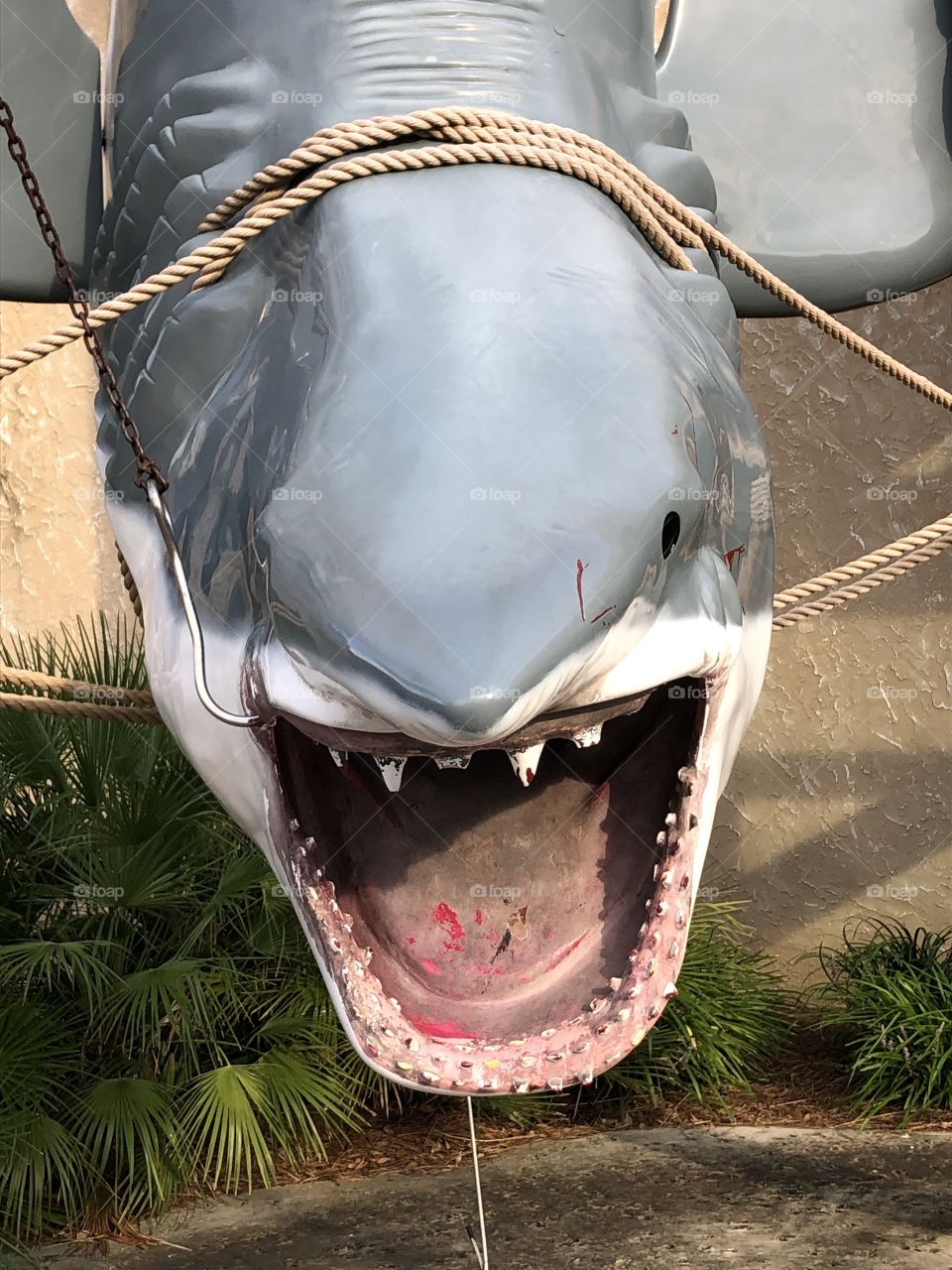Shark statue from Florida!