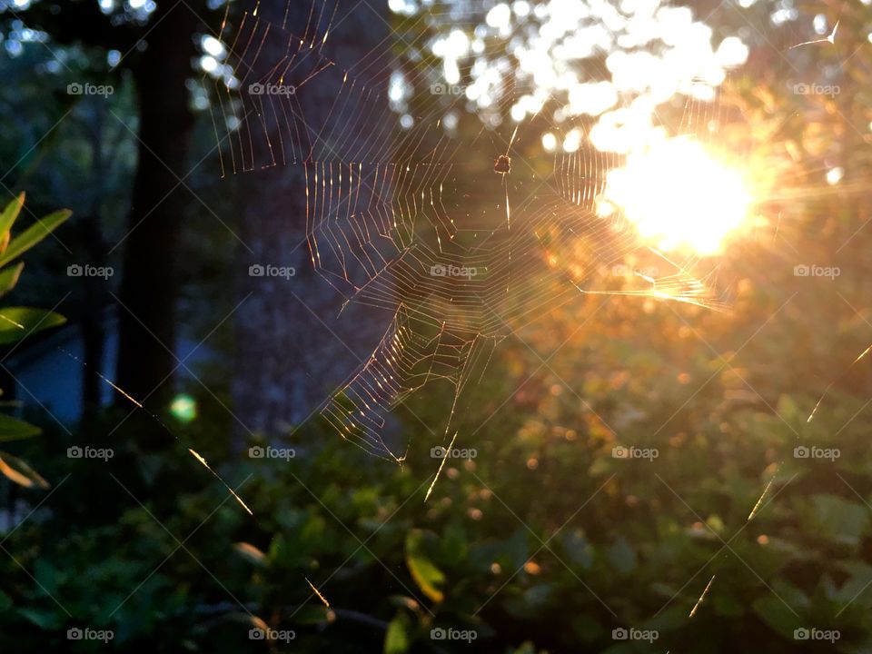 Sunset through the spiderweb.