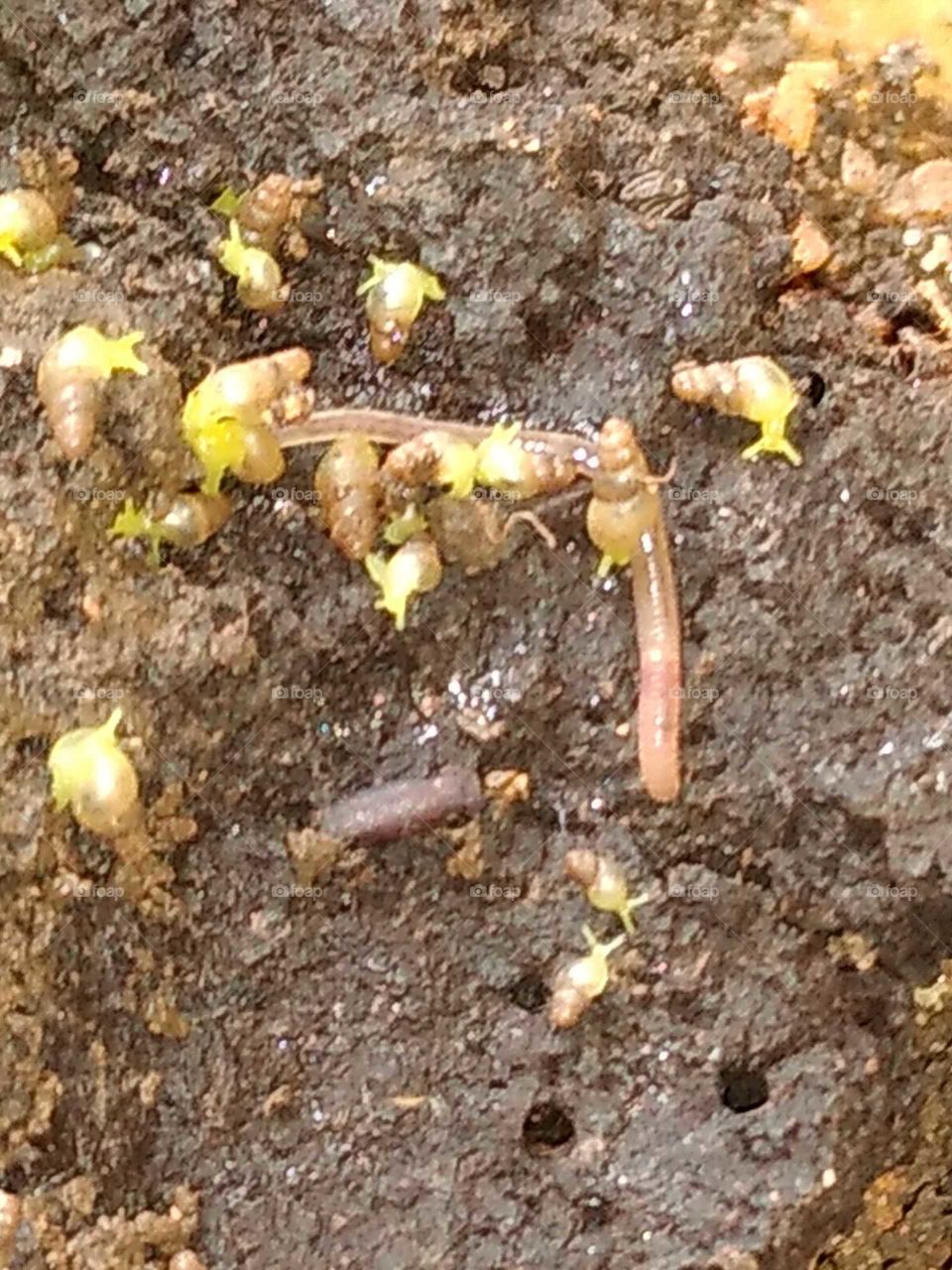 snails and earthworms