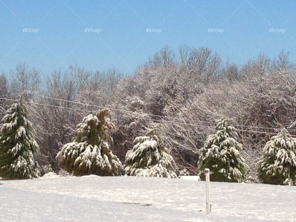 snow winter pretty trees by indescribable