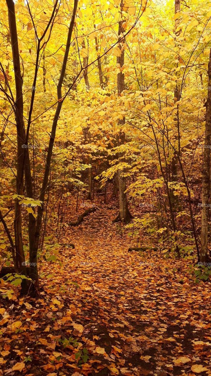 Fall, Leaf, Wood, Tree, Maple