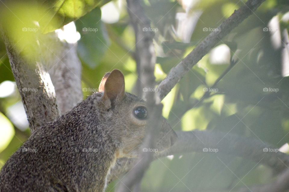 Squirrel 