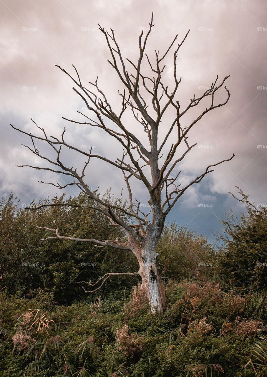 An Old Dead Tree…. Landscape of an old dead tree in a cloudy back setting.