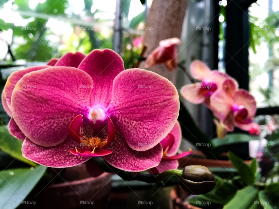 Orchid life.