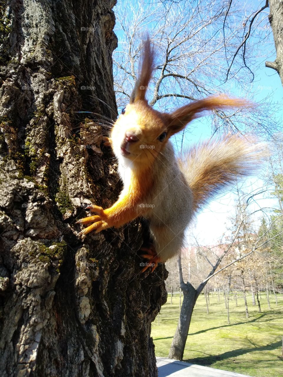 Squirrel