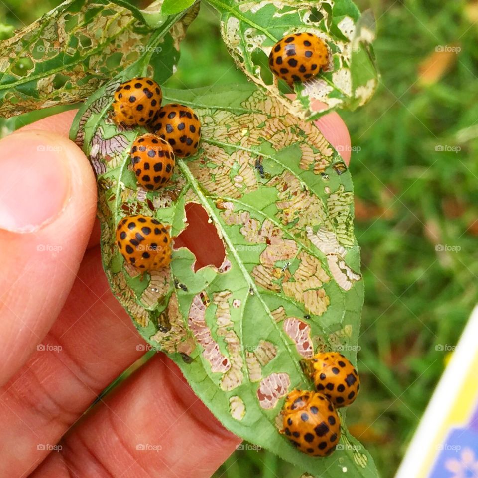 Ladybug