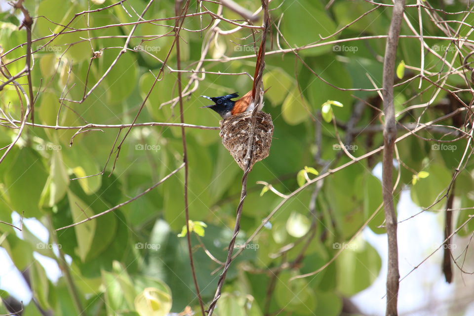 Indian Paradise Flycatcher