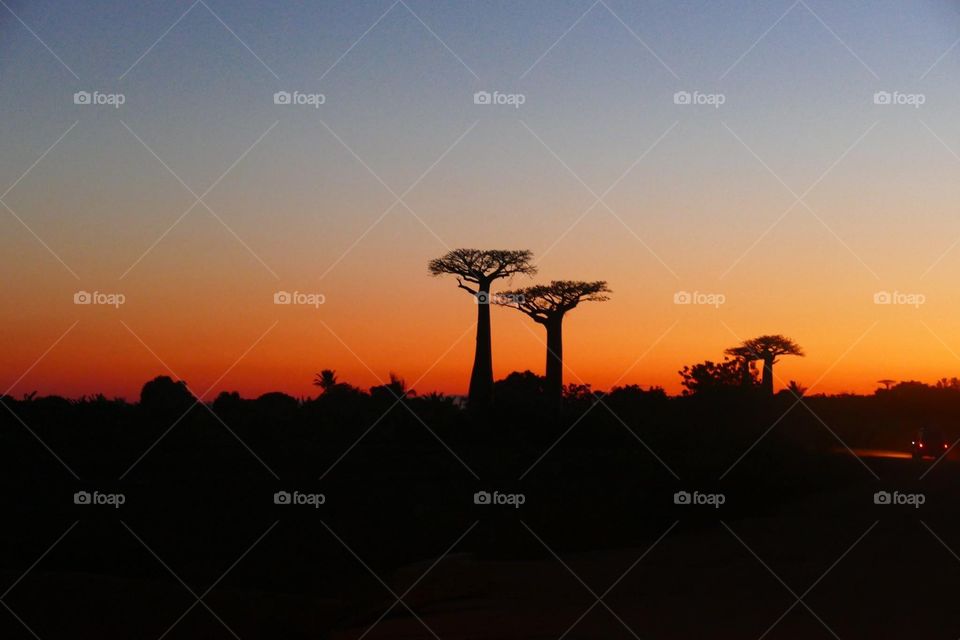 Baobab Madagascar

