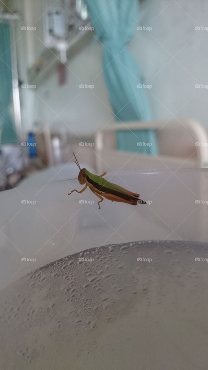 Grasshopper. A little grasshopper just appeared on a plastic beaker.  In a hospital too.