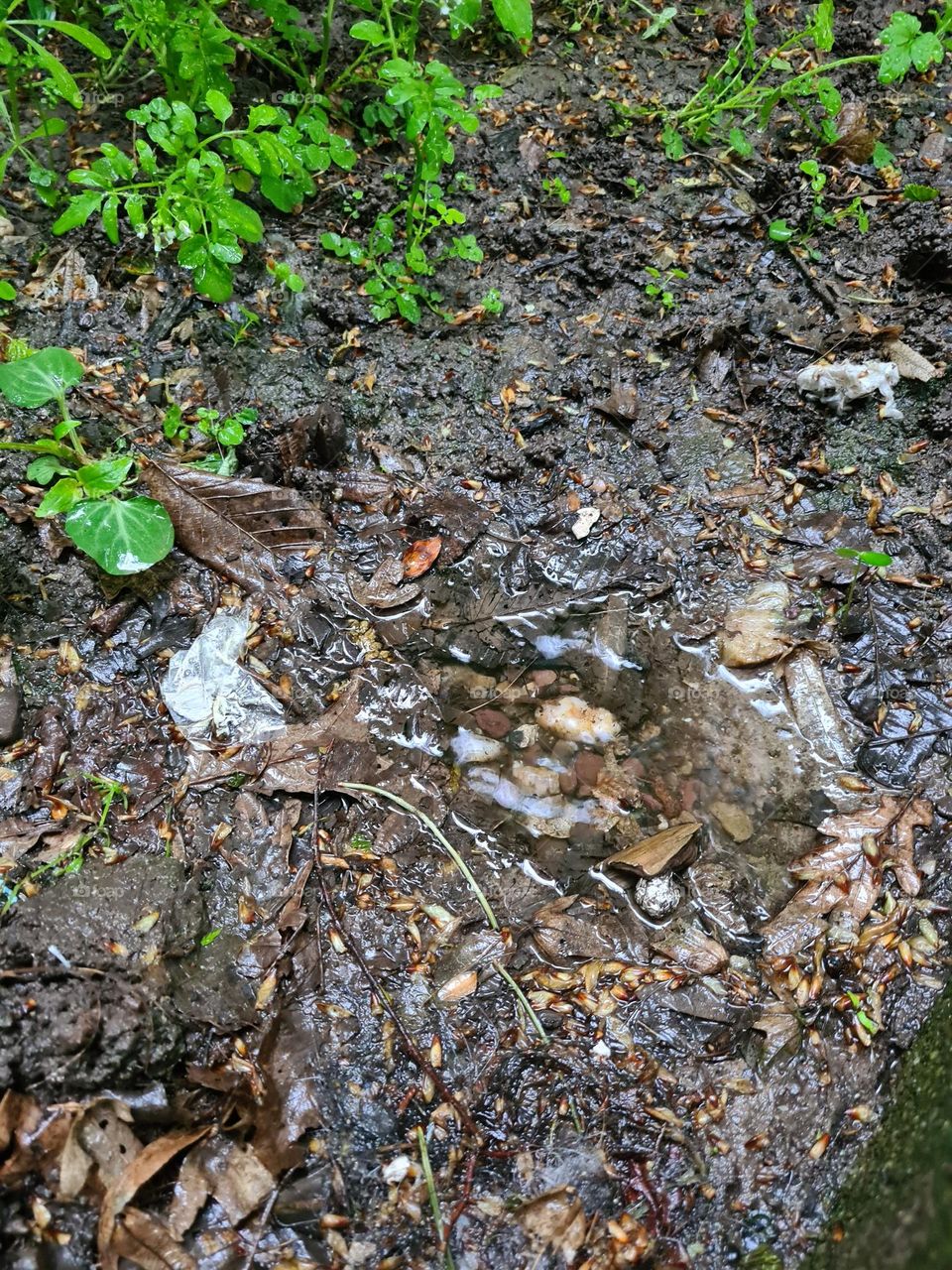 Just a really rainy day in the forest.