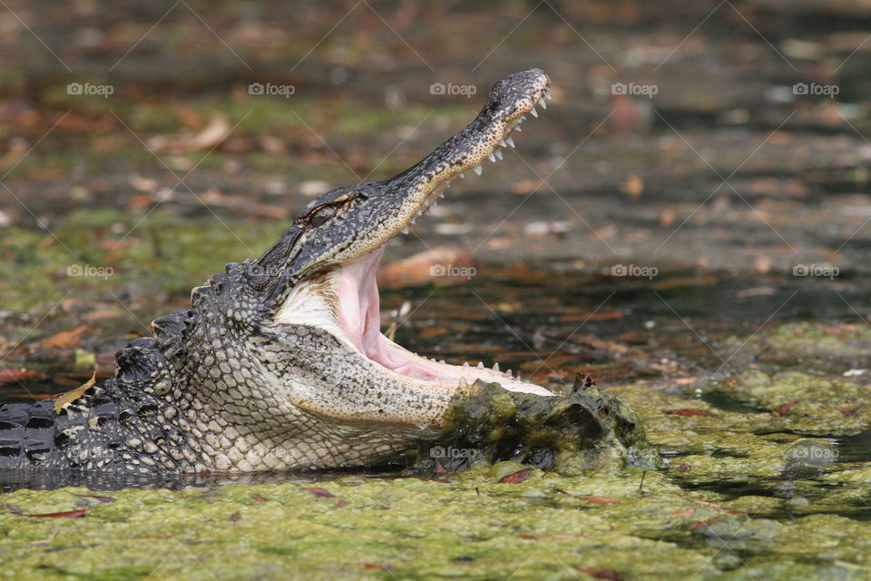 Alligator