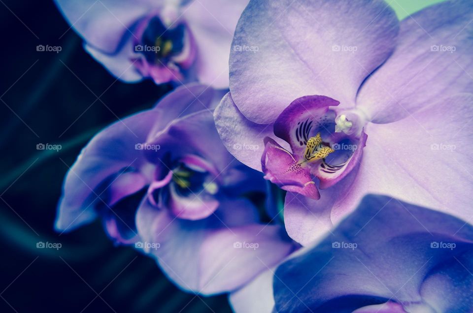 The beauty of Orchid