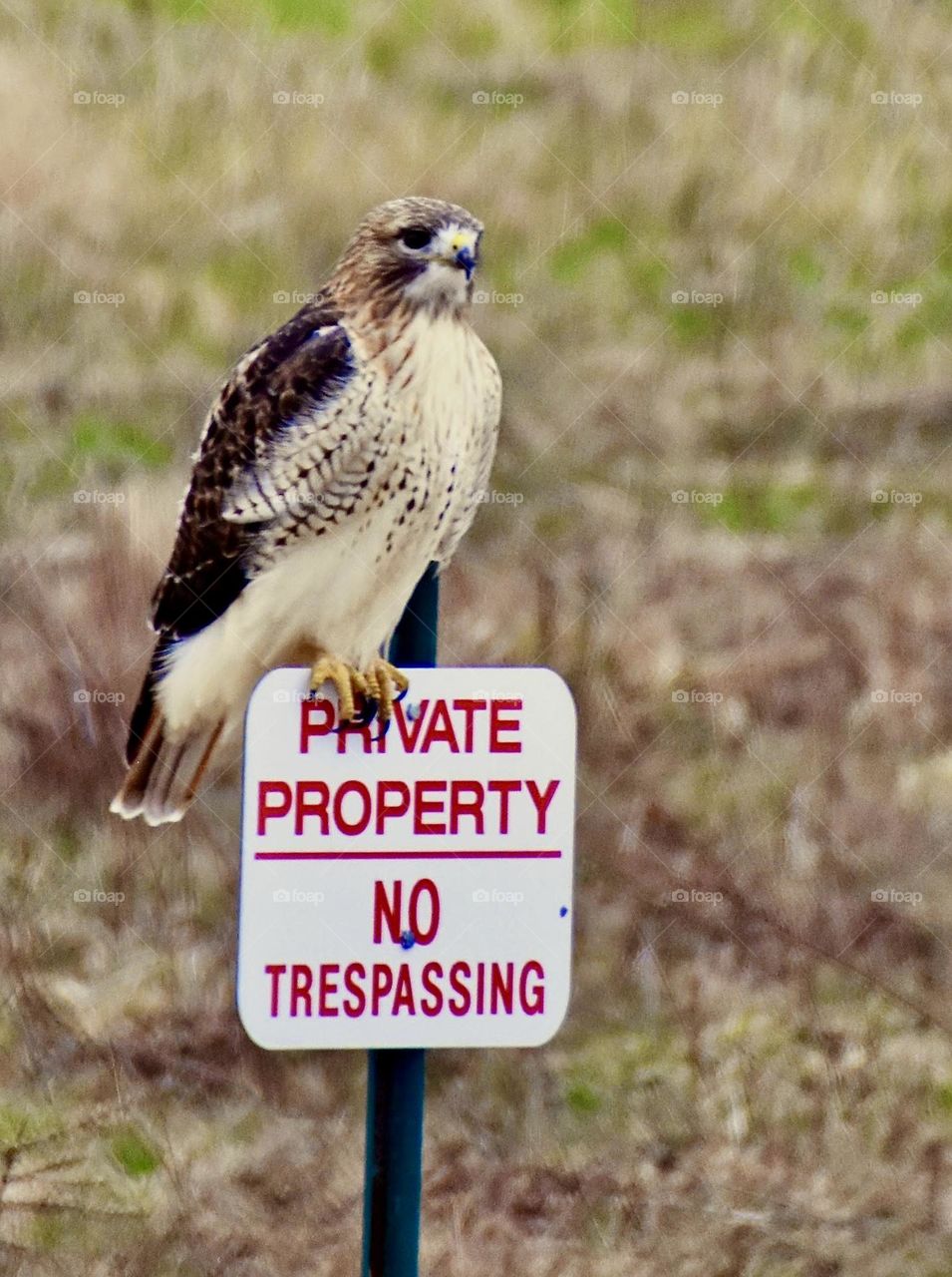 Hawk perched on a no trespassing sign