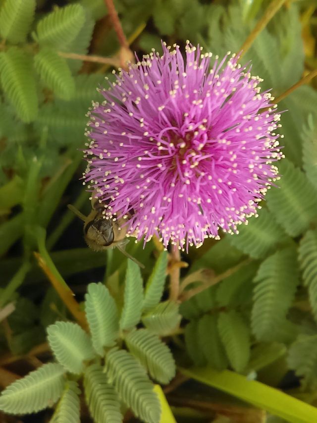 Pollinating bee