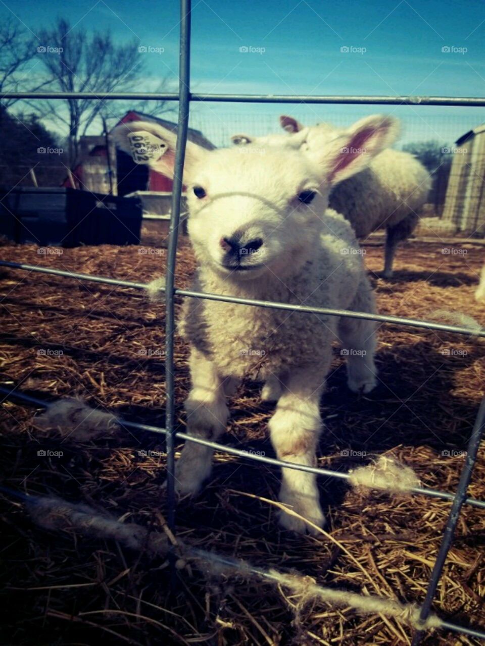 Little lamb. lamb saying hello