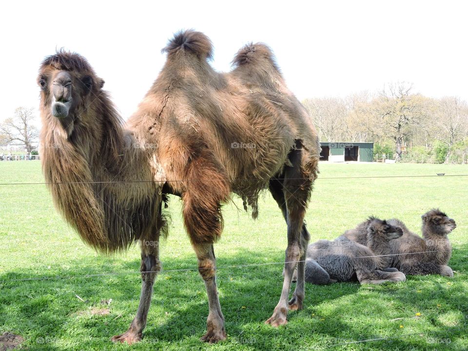 A camel at a zoo