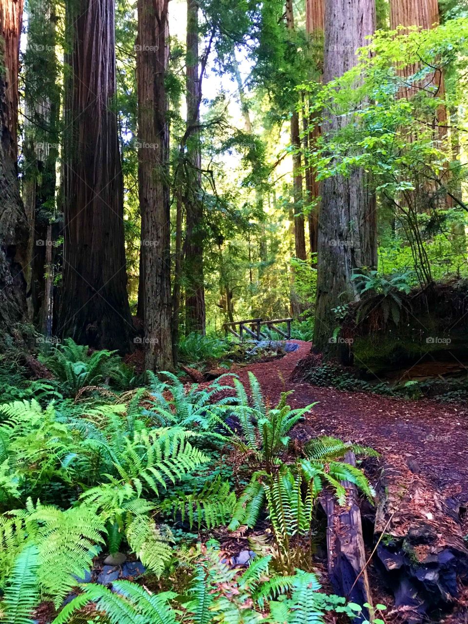 Bridge Somewhere in the Redwoods