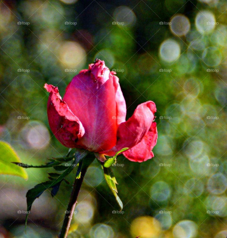 Pretty Rose