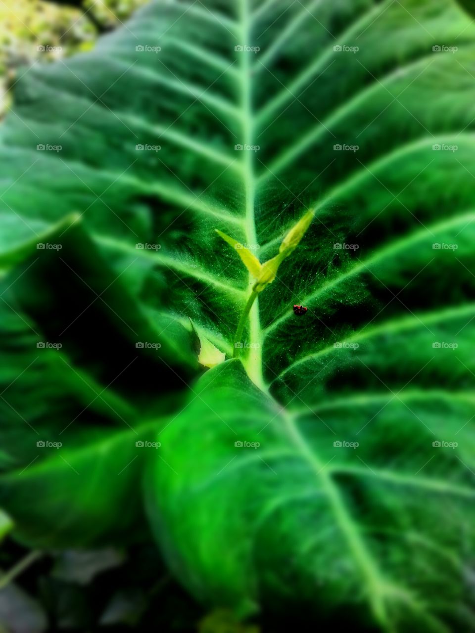 Leaf, Flora, No Person, Growth, Nature
