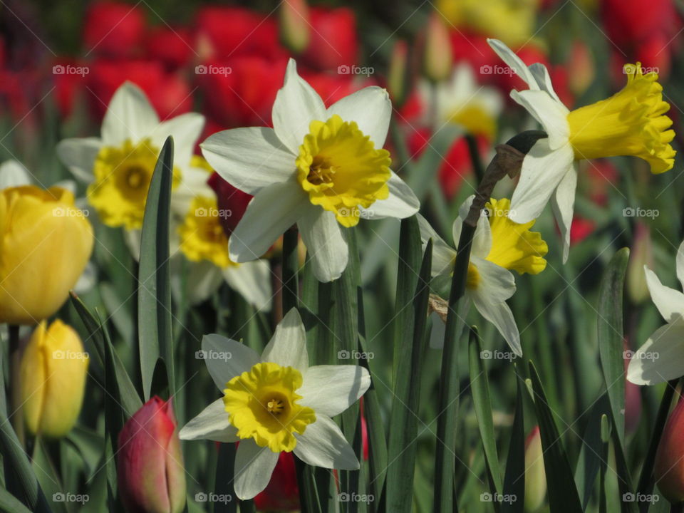 Flowers in Niagara Falls