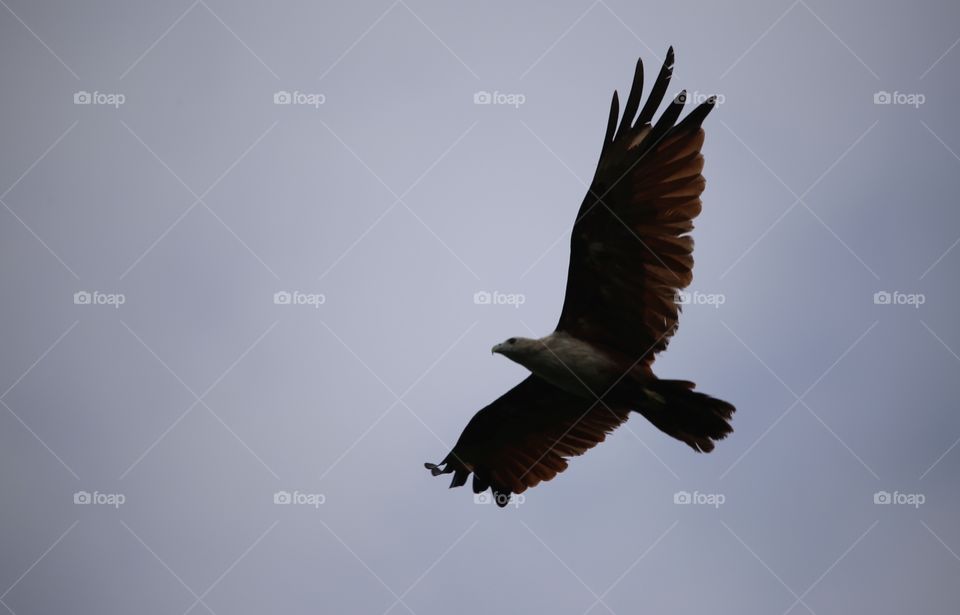 Brahminy Kite eagle