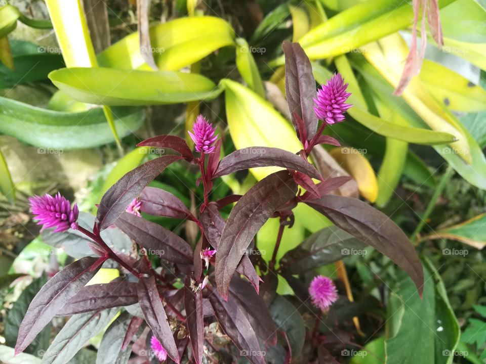 Cockscomb, Celosia Cristata Flower purpel color