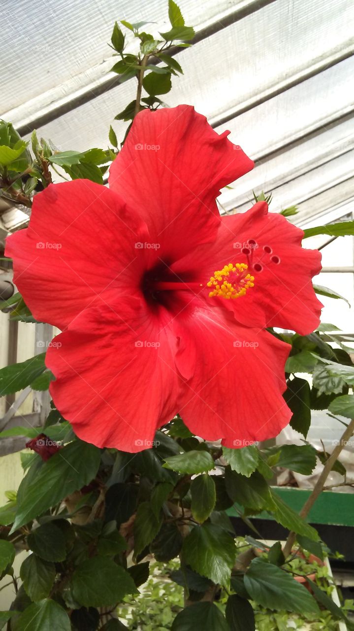 Hibiscus red in flower